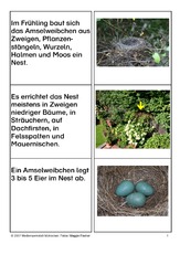 Aufzucht-der-Jungen-1.pdf